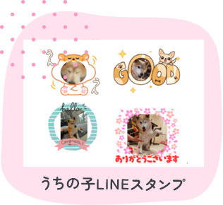 獣医師直筆お守りカード