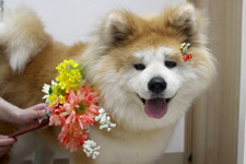 アンズちゃん