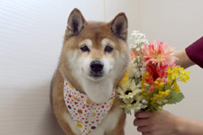 サクラちゃん