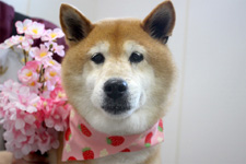 チャッピーちゃん
