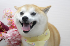 マメスケくん