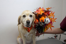 アーロンちゃん