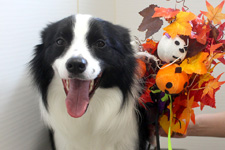 エルマーナちゃん