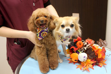 レアちゃん、ラックちゃん