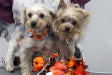 カイくん、マリーちゃん 