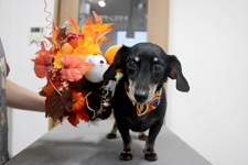 キサラギちゃん