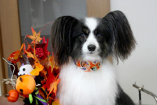 コイタロウくん