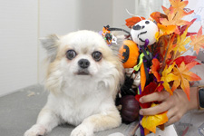 シャーロットちゃん