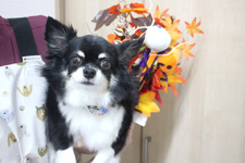 ジュウベイくん