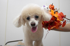 チッチャちゃん