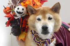 チャッピーちゃん