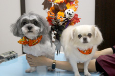 ペロくん、コツブちゃん