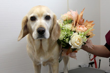 アーロンちゃん