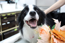 エルマーナちゃん