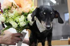 キサラギちゃん