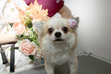 シャーロットちゃん