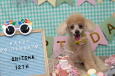 チッチャちゃん