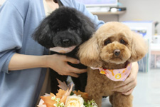 ノアちゃん、マロンちゃん