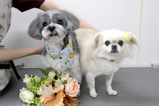 ペロくん、コツブちゃん