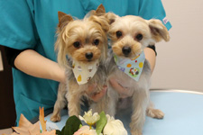 マリーちゃん、カイくん