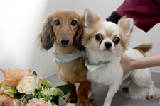 ムギくん、レンくん