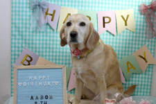 アーロンちゃん