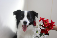 エルマーナちゃん