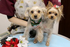 カイくん、マリーちゃん