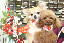 ラックちゃん、レアちゃん