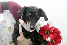 キサラギちゃん 