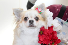 シャーロットちゃん