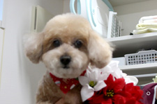 ジャスミンちゃん