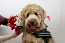 チャチャマルくん