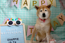 チャッピーちゃん