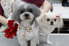 ペロくん、コツブちゃん