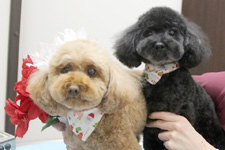 マロンちゃん、ノアちゃん