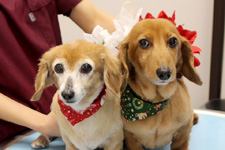 メロちゃん、ソラくん