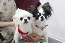 モナちゃん、シンバくん