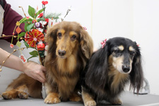 モモちゃん、リンちゃん