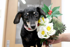 キサラギちゃん