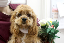 キャンディーちゃん