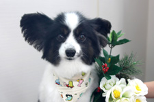 コイタロウくん 