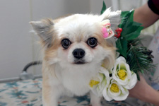 シャーロットちゃん