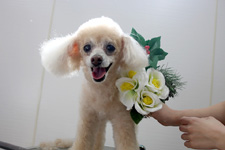 チッチャちゃん