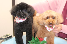 ノアちゃん、マロンちゃん