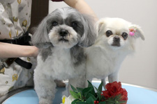 ペロくん、コツブちゃん