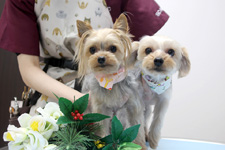 マリーちゃん、カイくん