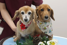 メロちゃん、ソラくん