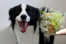 エルマーナちゃん