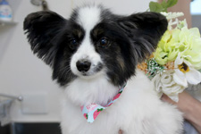 コイタロウくん 